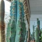 Pilosocereus pachycladus Hostoa