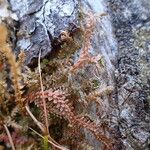 Selaginella helvetica Habit