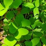 Oxalis grandis List