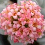 Crassula perfoliata Flor