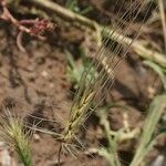 Taeniatherum caput-medusae Fula