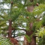 Cunninghamia lanceolata 葉