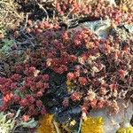 Sedum andegavense Лист