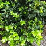 Buxus microphylla Leaf