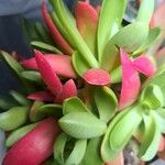 Crassula pubescens Лист