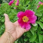 Paeonia arietina Virág