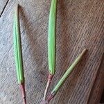 Festuca pratensis Levél