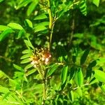 Indigofera suffruticosa Цвят