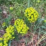 Euphorbia cyparissias 花