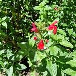 Salvia microphyllaFlor