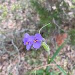 Tradescantia gigantea Цвят