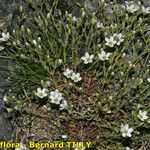 Arenaria ligericina Habit