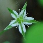 Stellaria alsine Kvet