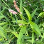 Persicaria glabra Hoja