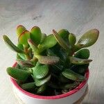 Crassula ovataഇല