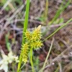 Carex oederi Цветок