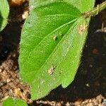 Sida cordata Feuille