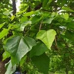 Catalpa bignonioidesHostoa