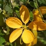 Senna macranthera Fleur