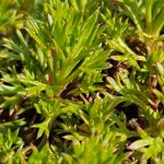Saxifraga hypnoides Likasa