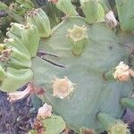 Opuntia dillenii Leht