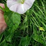 Calystegia sepiumFlower