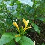 Barleria prionitisBlomst