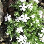 Phlox diffusa Flower