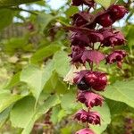 Leycesteria formosaVili