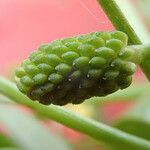 Ranunculus sceleratus Frucht