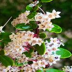 Ceanothus cuneatus