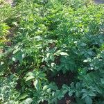 Solanum tuberosum Hábito