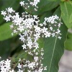 Gypsophila oldhamiana Frugt