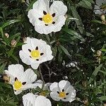 Cistus ladanifer Hábito