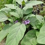 Solanum melongena Habit