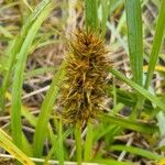 Carex macrocephala পাতা