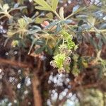 Polylepis racemosa Flower