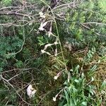 Silene nutansFlower