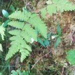 Gymnocarpium dryopteris Blatt