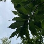 Castanea sativa Blatt