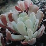 Sedum oblanceolatum ᱛᱟᱦᱮᱸ