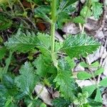 Teucrium chamaedrys Lapas