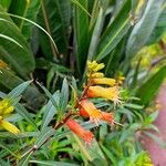Lobelia laxiflora Цветок