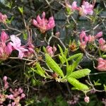 Rhododendron periclymenoides Лист