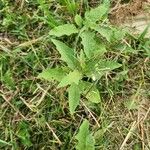 Solanum dimidiatum برگ