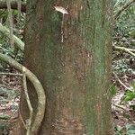 Funtumia africana Ŝelo