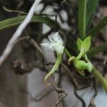 Cyrtorchis aschersonii Flower