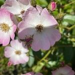 Rosa setigera Fiore