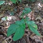 Albizia zygia Hoja