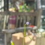 Utricularia uliginosa 花